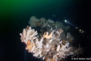 Biodiversity on shipwrecks