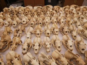 California sea lion skulls used for this study.