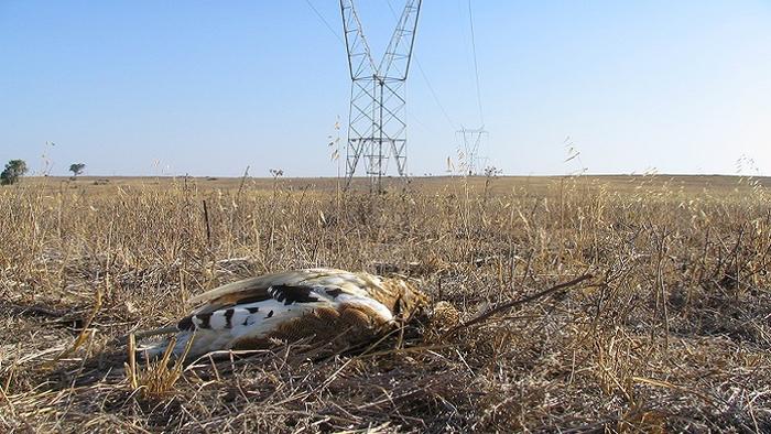 Scientists, farmers and managers work together to avoid the decline of the little bustard, an endangered steppe bird