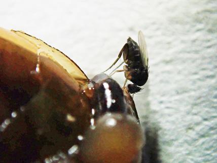 Female Fly Feeding on a Crushed Snail