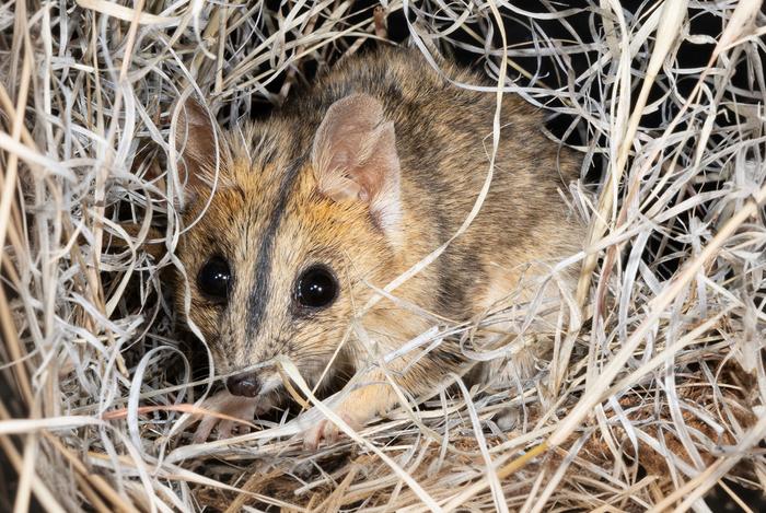 Julia Creek dunnart