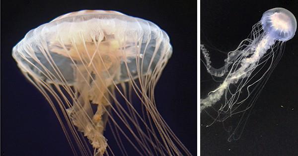 Two Jellyfish Species