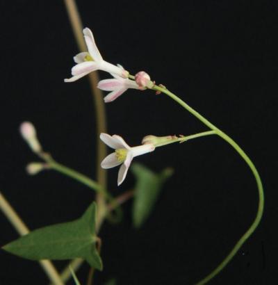 <i>Jarilla heterophylla</i> Male Inflorescence