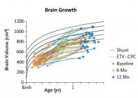 Brain Growth