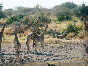 Giraffes mating in Africa