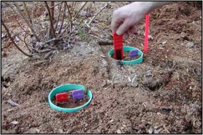 Organic Weed Control Options for Highbush Blueberry