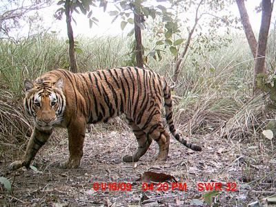 Tiger: Camera Trap, Nepal (1 of 2)