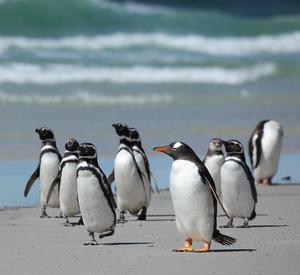 Exploring the effects of parasynbiotics on the overall health of Magellanic penguins.