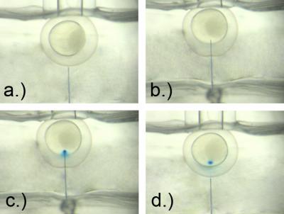 Micro-injection of Zebrafish Embryos