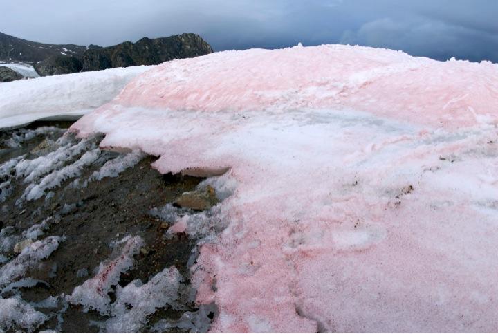 Red Snow in the Arctic