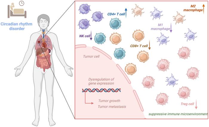 Impact of circadian rhythm disorder on tumor progression and immune microenvironment