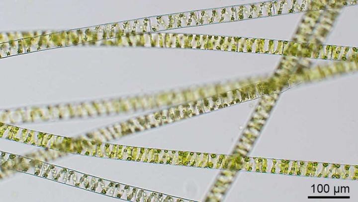 <I>Spirogyra</I>
