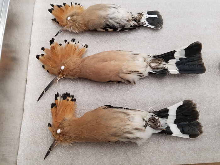 Hoopoe specimens