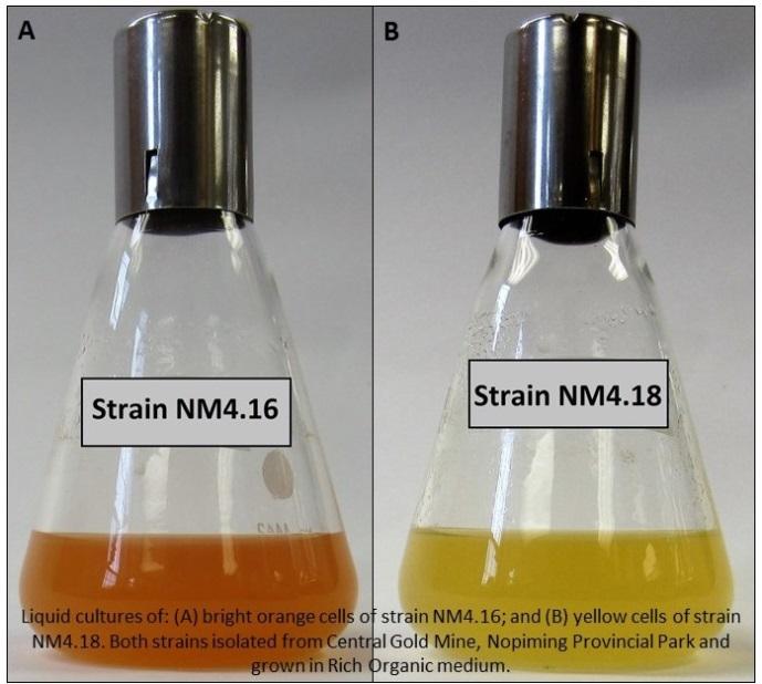 Examples of Two Strains Isolated from the Nopiming Provincial Park Central Gold Mine Tailings