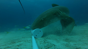 Nurse shark using pectoral positioning