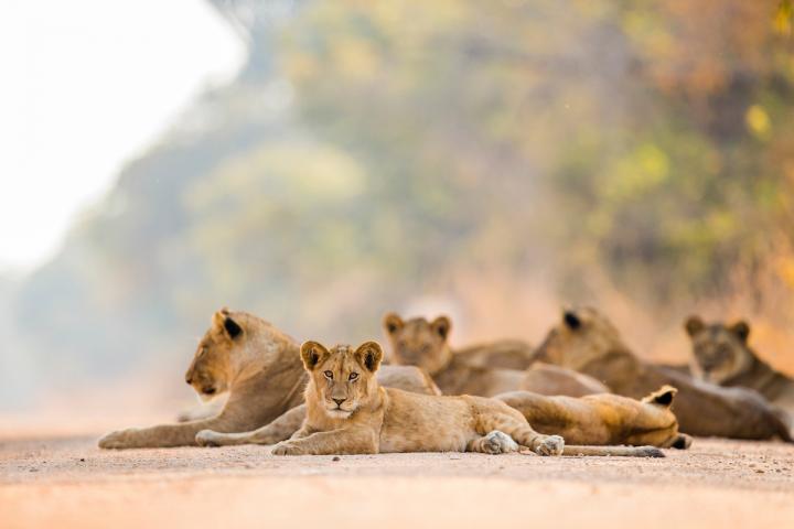 African Lion (<em>Panthera leo</em>) Pride, Kafue National Park, Zambia