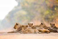 African Lion (<em>Panthera leo</em>) Pride, Kafue National Park, Zambia