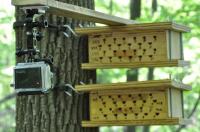 Bee Monitoring Camera