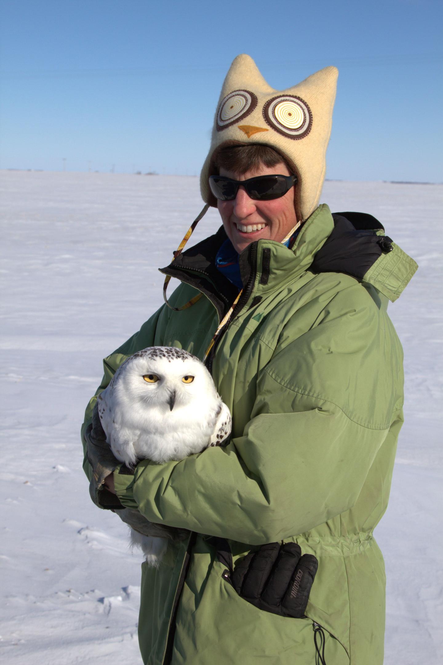 Wintering Snowy Owl