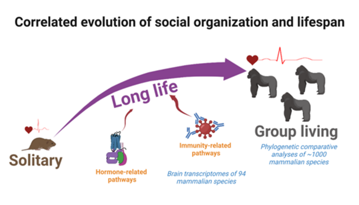 Correlated evolution of social organization and lifespan