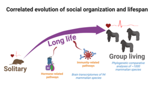 Correlated evolution of social organization and lifespan