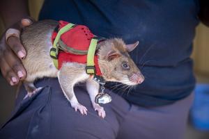 Giant African pouched rat