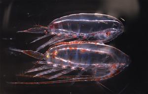 Arctic and Pacific copepods