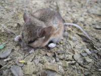 The Deer Mouse