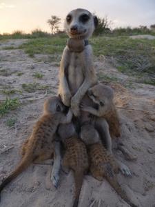 A meerkat matriarch nurses her pups at Kuruman River Reserve, South Africa.