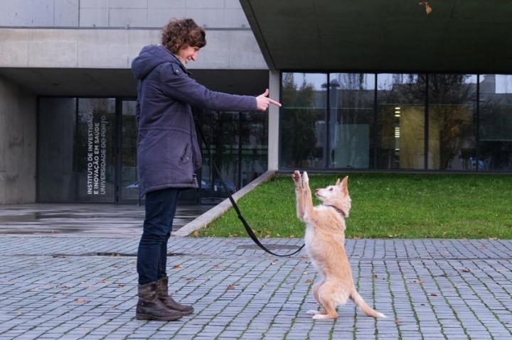 Training methods based on punishment compromise dog welfare