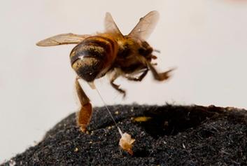 Worker bee Injected with Synthetic Neuropeptide
