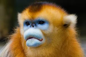 Male golden snub-nosed monkey