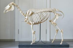 Skeleton of Horse on Plinth