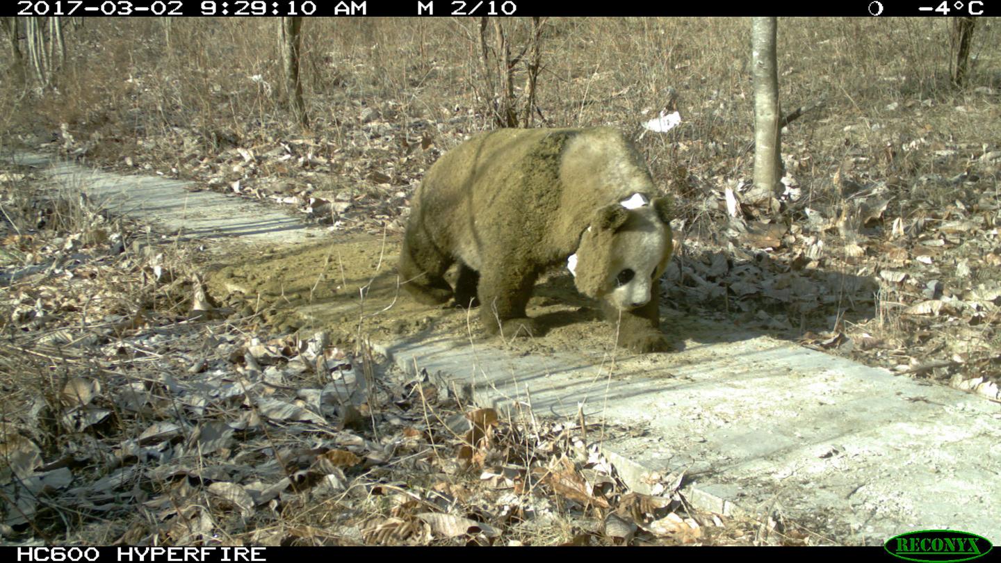 A wild panda with manure.