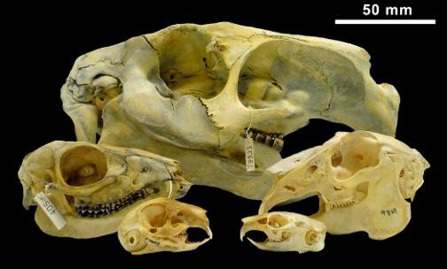 Skulls of Living Lagomorphs, Cavviid Rodents, and a Small Ungulate