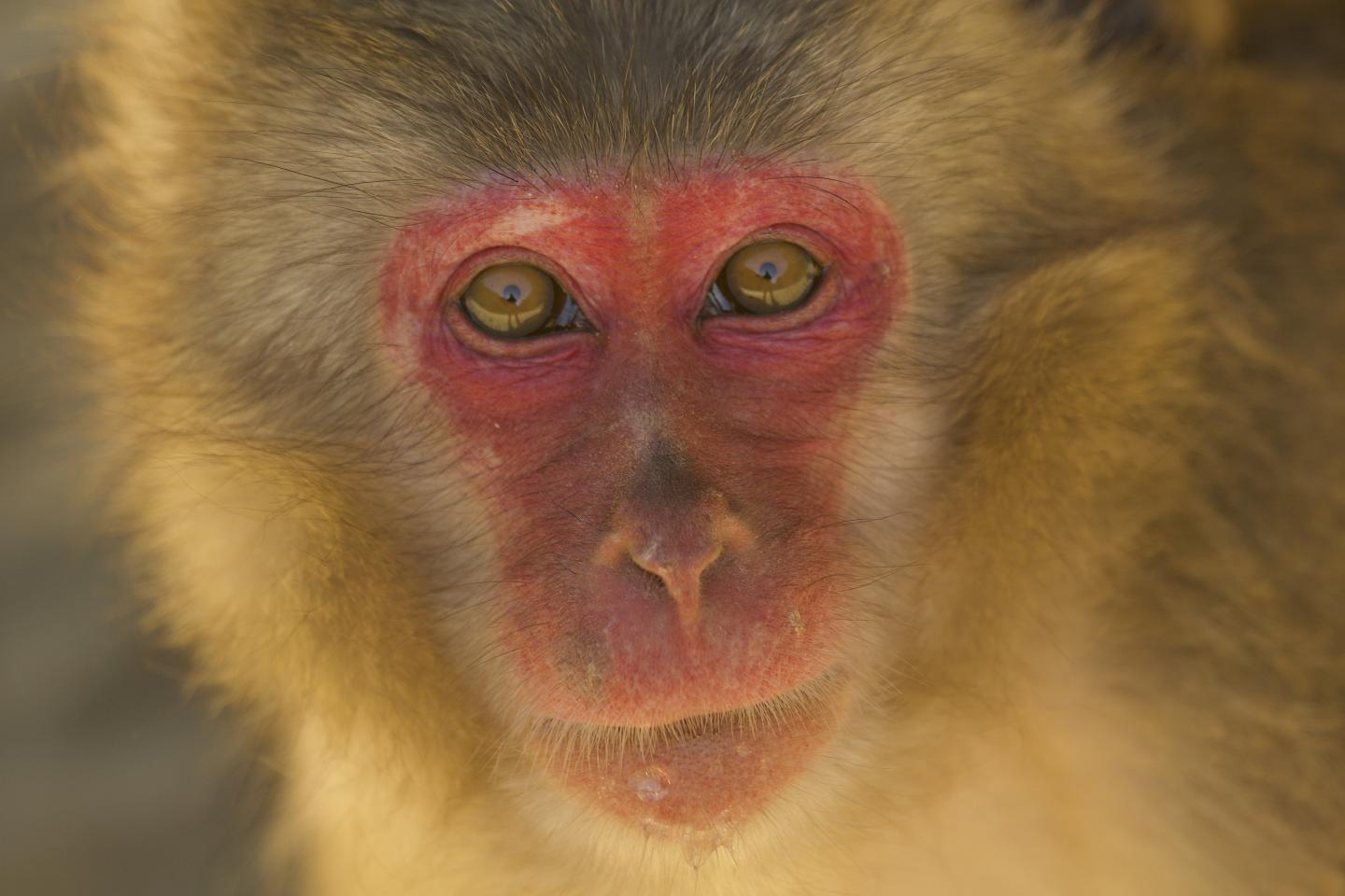 Female Japanese Macaque