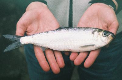 River Herring