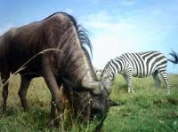 Wildebeest and Zebra Graze Together