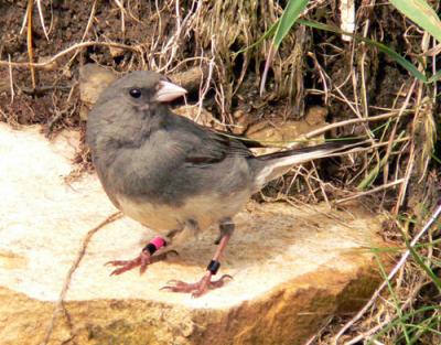 It's for the Grandkids!