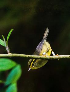 A Yellow-throated fulvetta with metal and colour rings