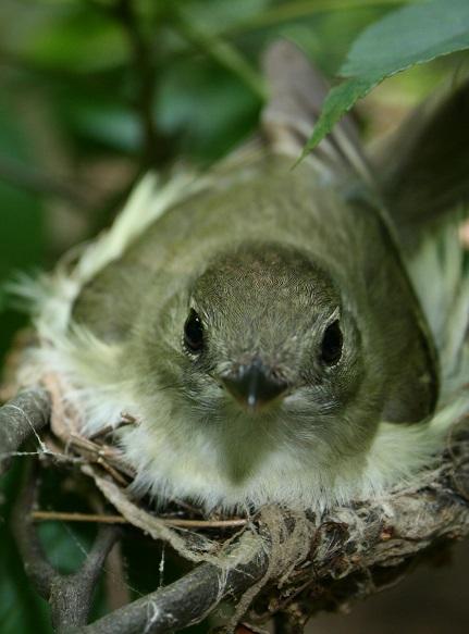 How Climate Change Could Push a Now Common Bird to Extinction
