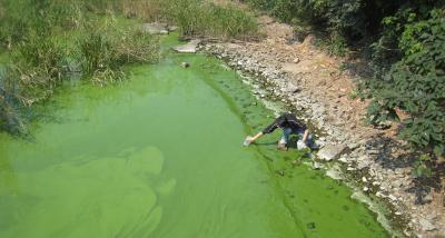 Sampling Algal Bloom