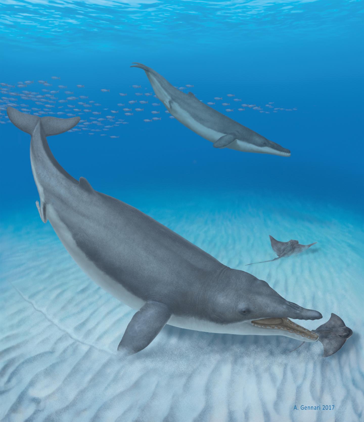 <i>Mystacodon selenensis</i> Reconstruction