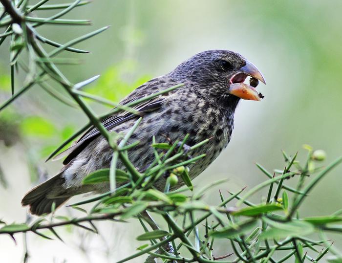 The beaks of Darwin's medium ground finches can evolve to crush the shells of hard seeds.