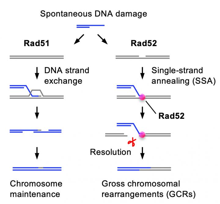 Pathways of DNA Damage Repair