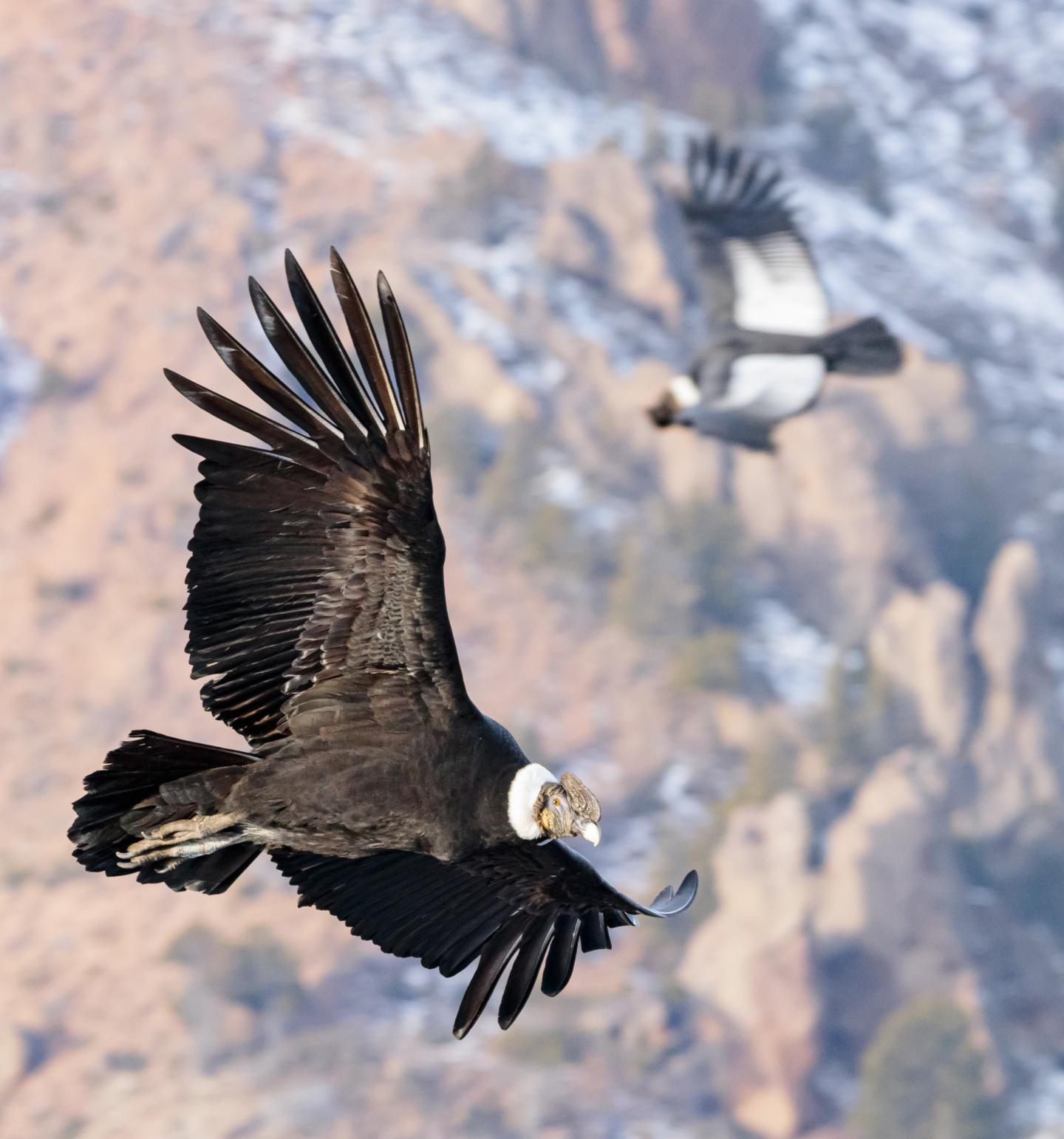 Andean Condor