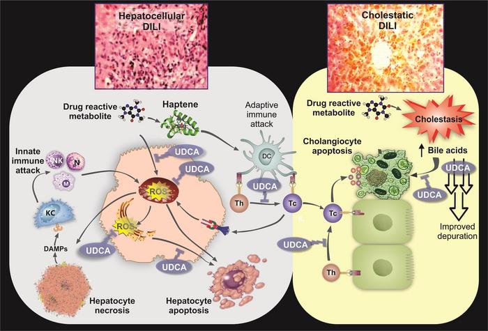 The Role of Solute Carrier Family Transporters in Hepatic Steatosis and Hepatic Fibrosis