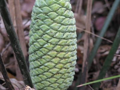 Thrips on a Cycad Cone