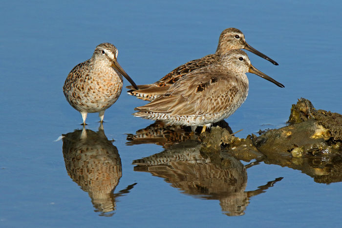 Short-billed dowitchers (Limnodromus griseus)