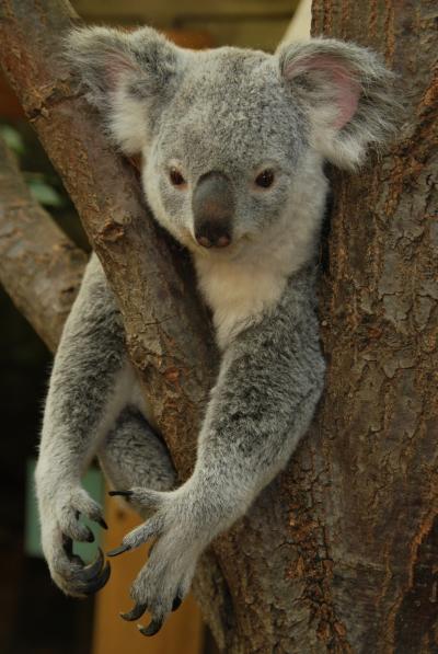 Hanging in There: Koalas Have Low Genetic Diversity